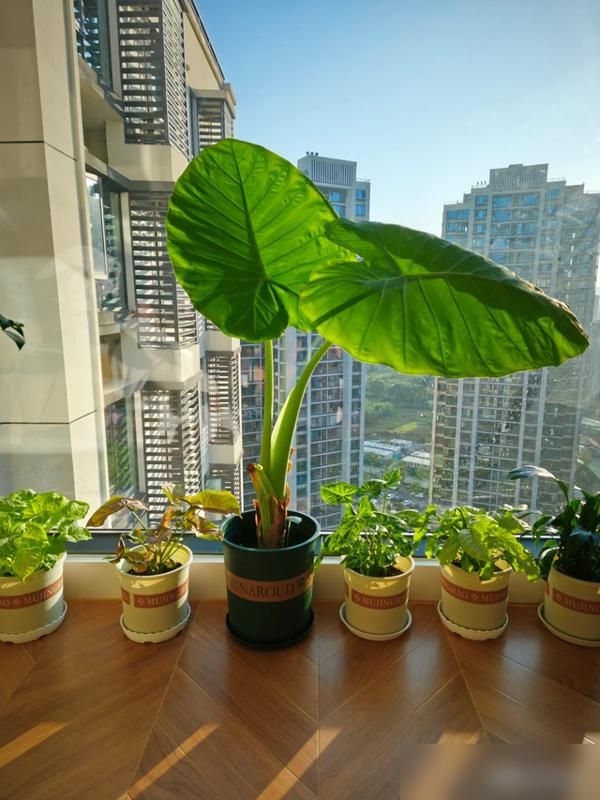 阳台芋头种植方法