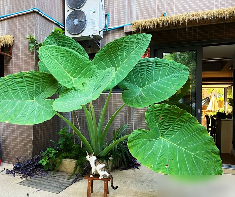 阳台芋头种植方法
