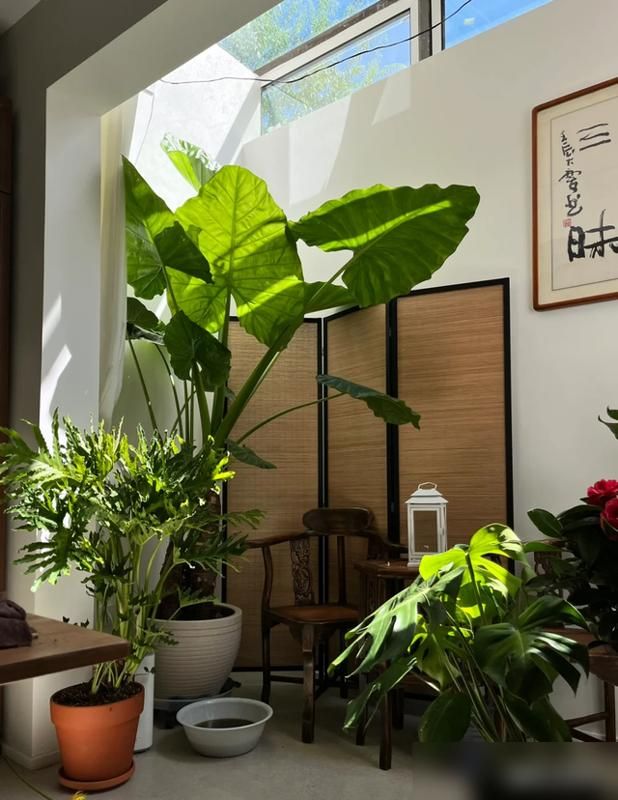 阳台芋头种植方法