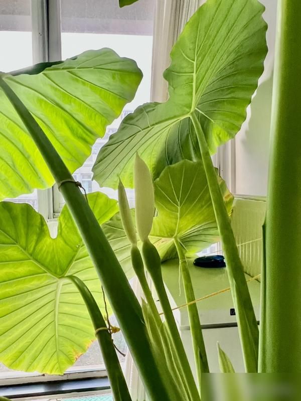 阳台芋头种植方法
