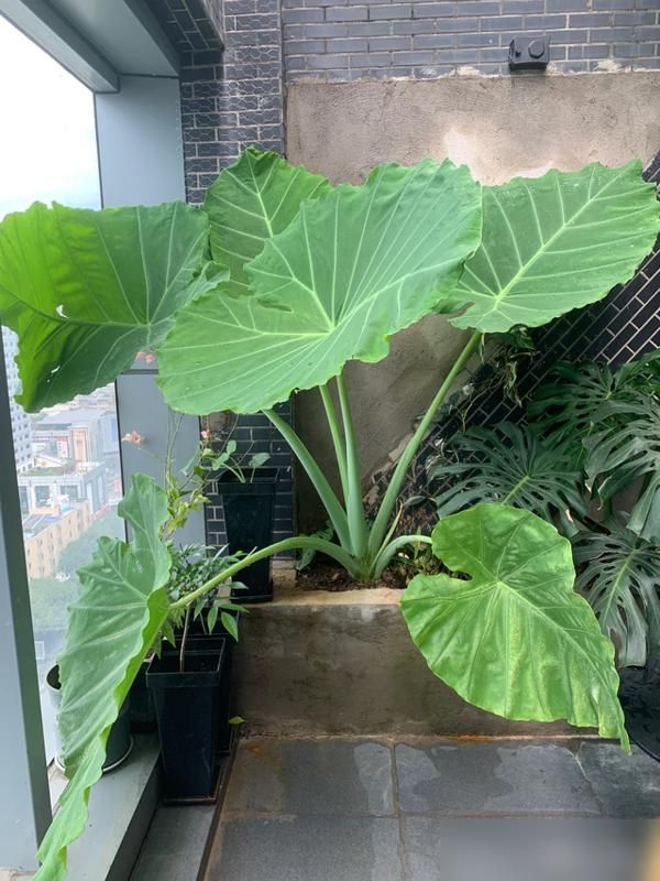 阳台芋头种植方法