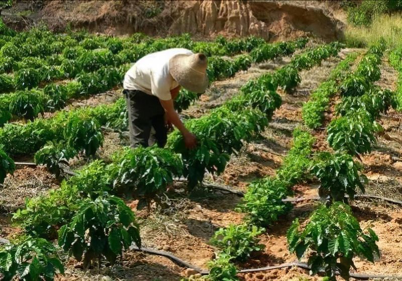 立体种植技术