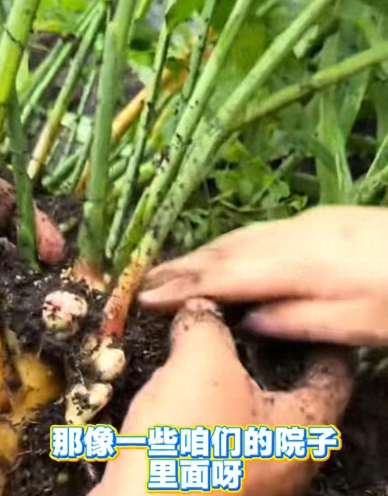 树荫下种菜不愁！9种耐阴菜新手也能种活