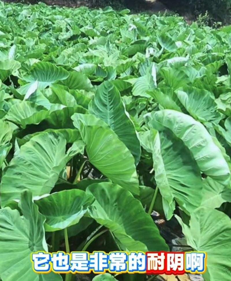 阳台芋头种植方法