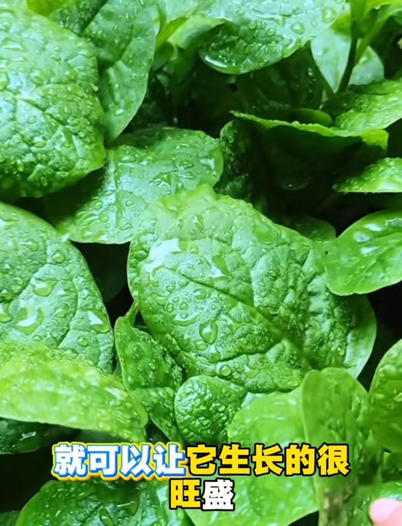 阳台芋头种植方法