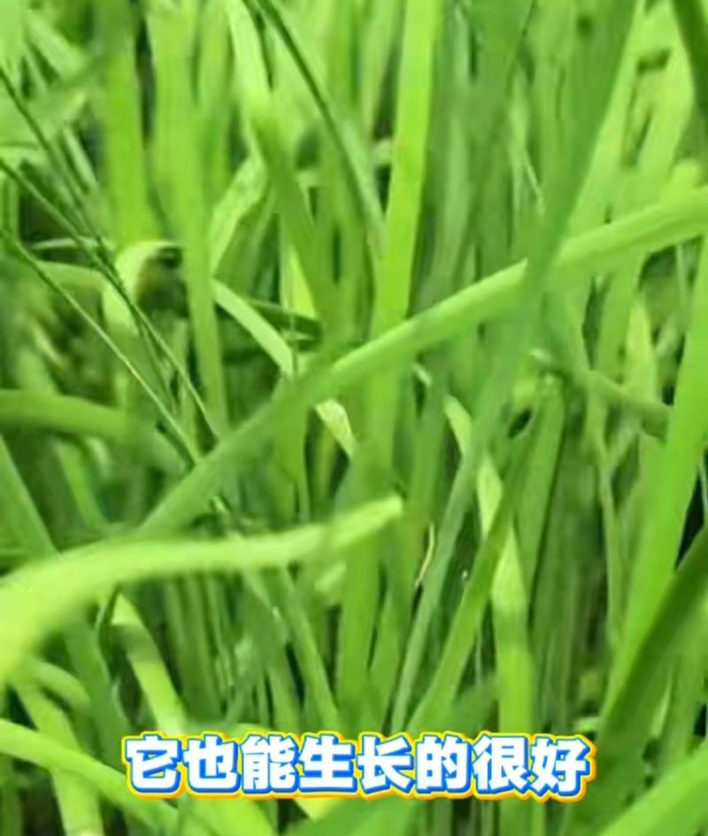 阳台芋头种植方法