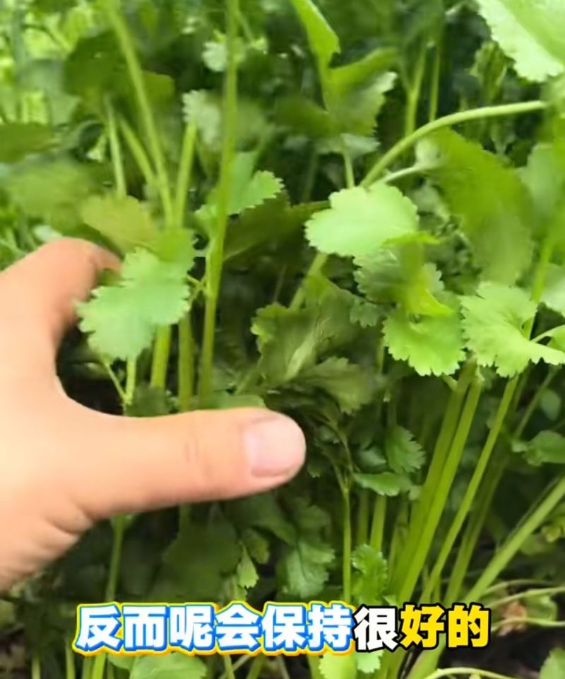阳台芋头种植方法