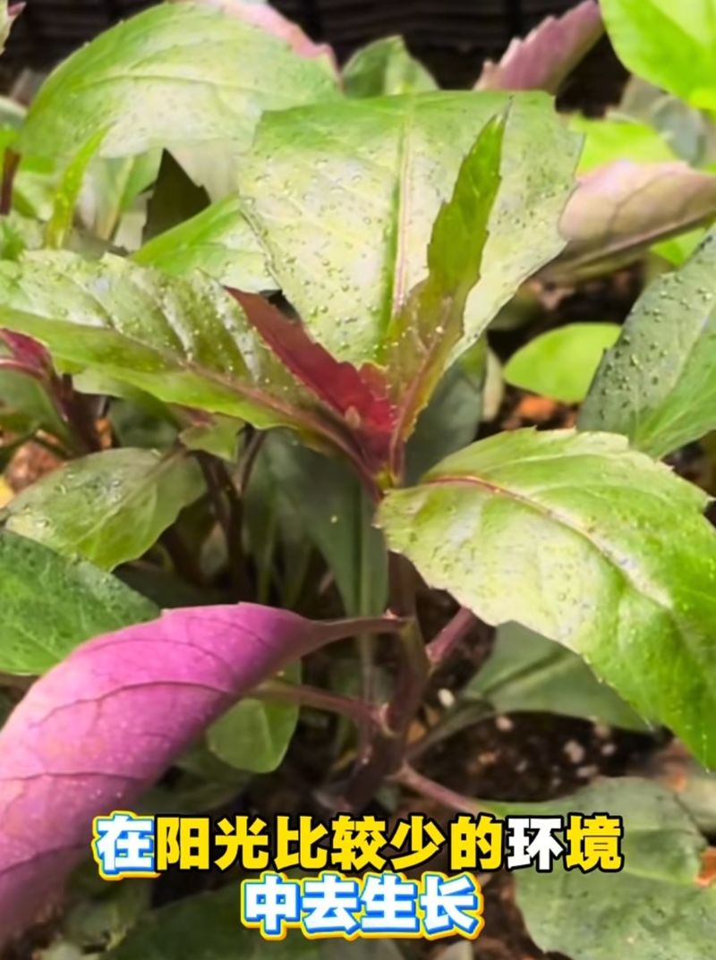 阳台芋头种植方法