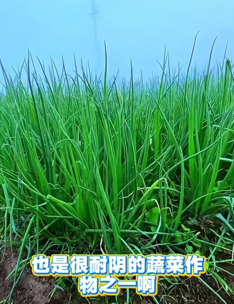 阳台芋头种植方法