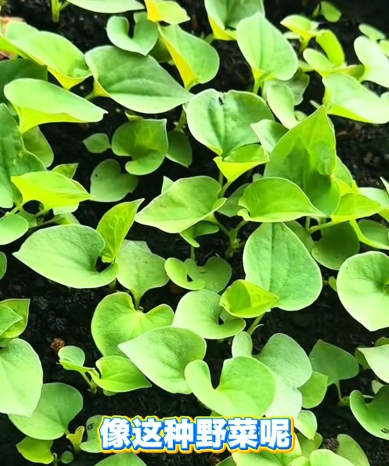阳台芋头种植方法