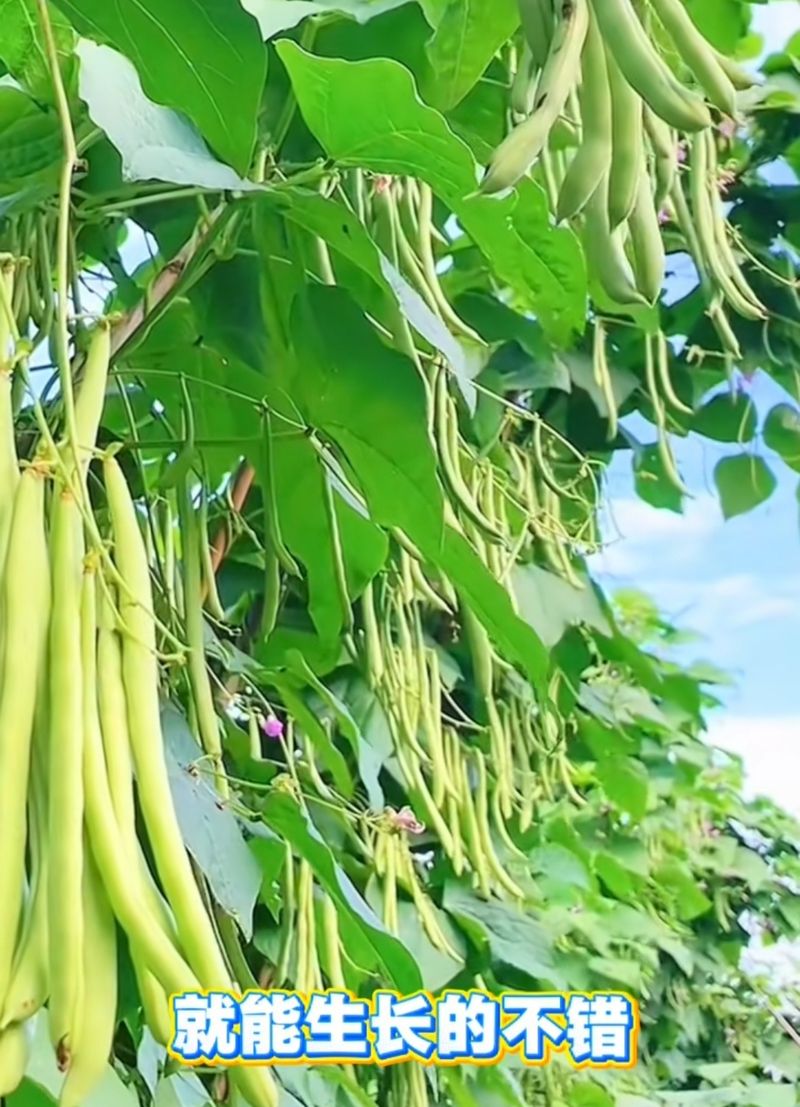 阳台芋头种植方法