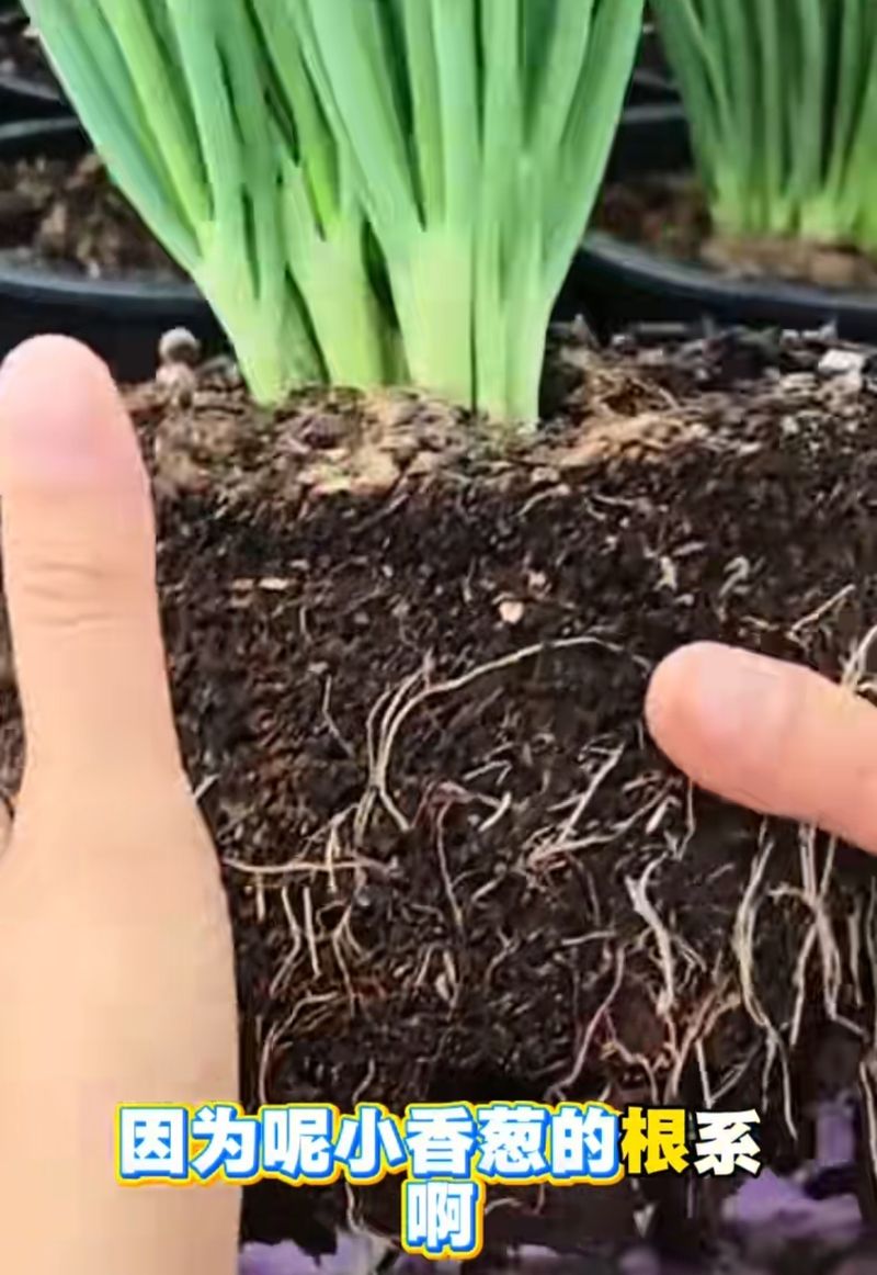 阳台芋头种植方法