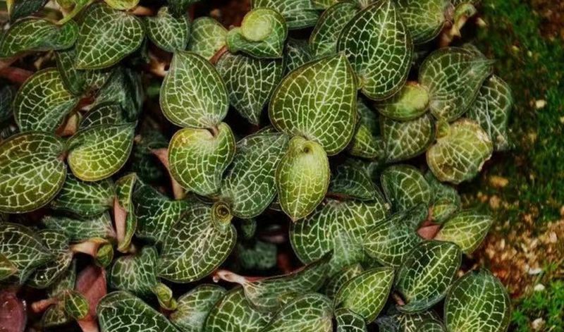 食用夜兰花种植方法