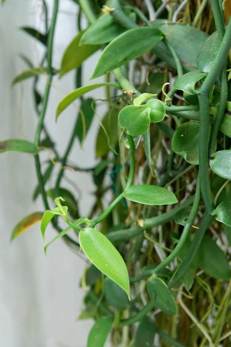 食用夜兰花种植方法