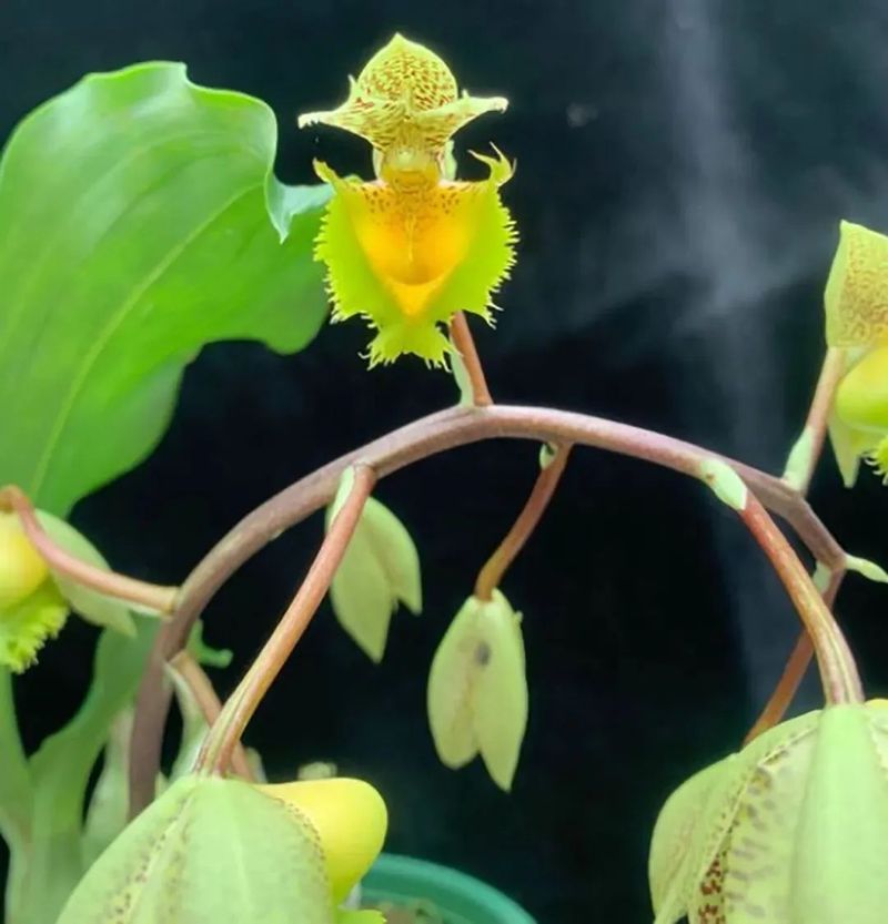 食用夜兰花种植方法