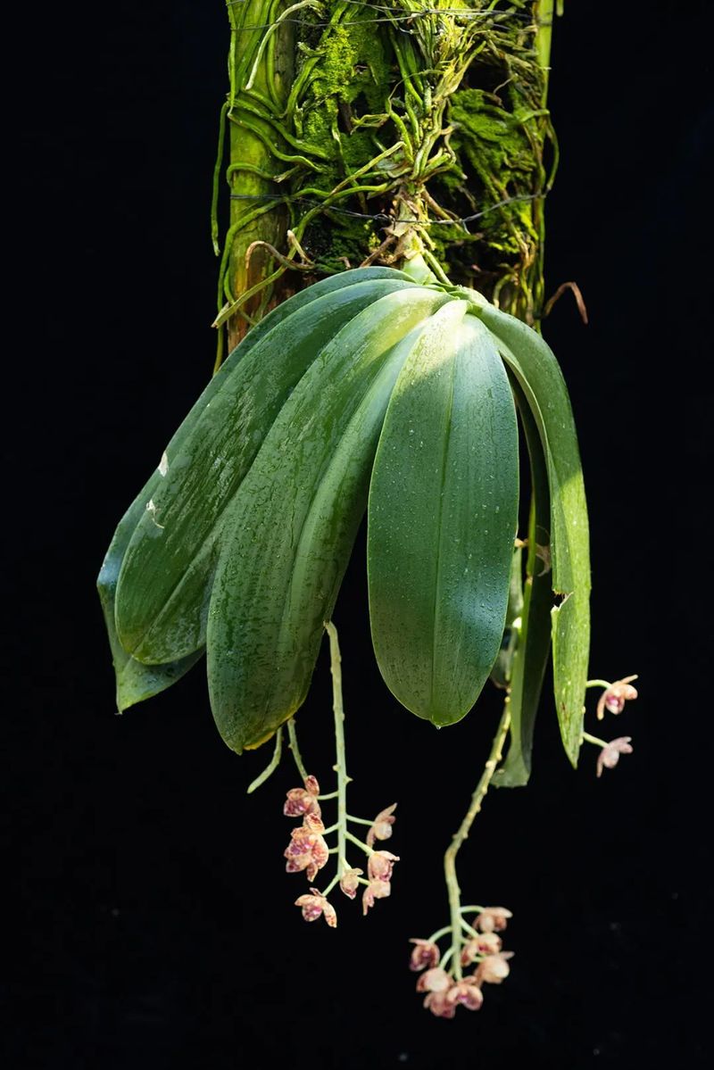 食用夜兰花种植方法