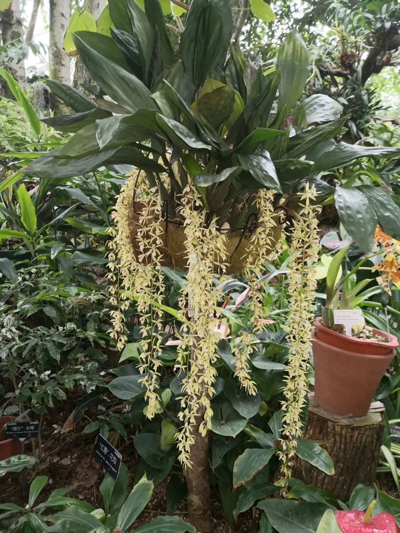 食用夜兰花种植方法