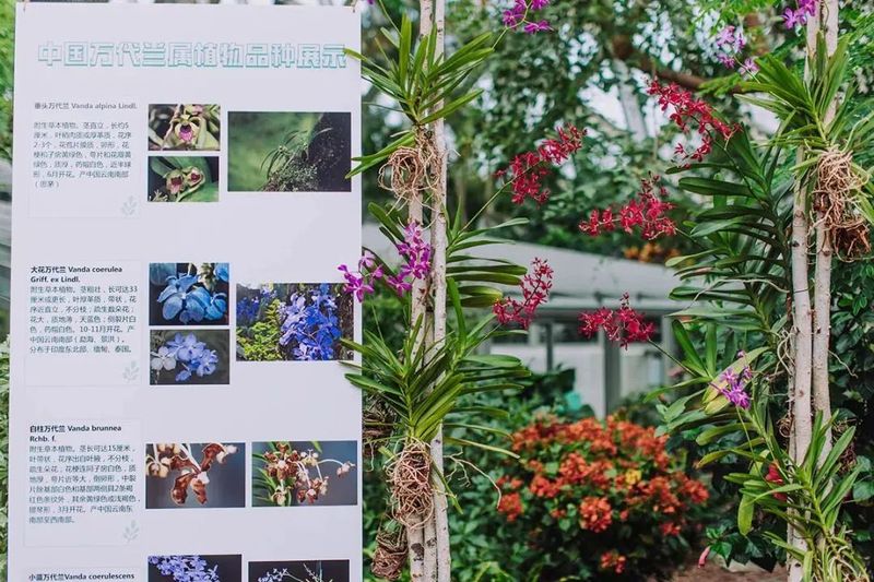 食用夜兰花种植方法