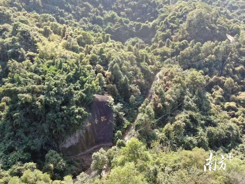 沉香种植方法