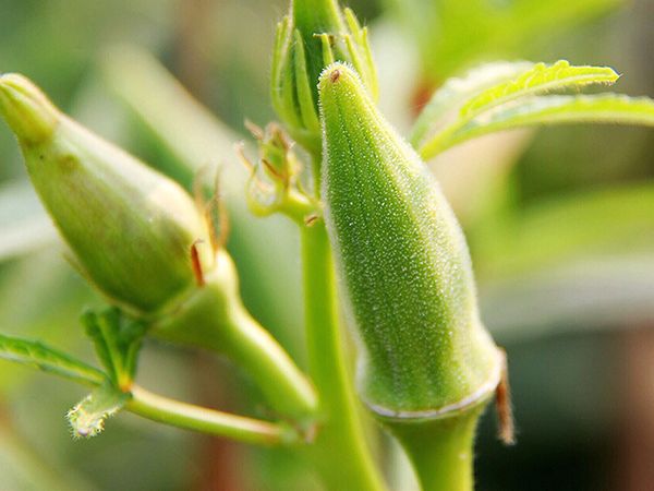大花秋葵种植方法