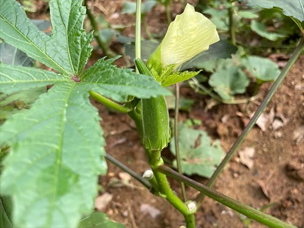 大花秋葵种植方法