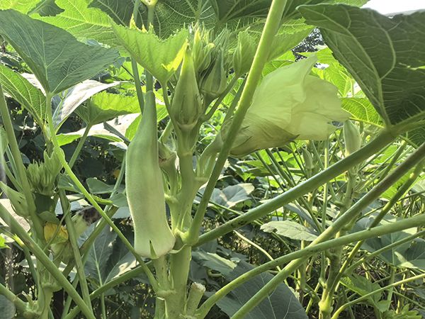 大花秋葵种植方法
