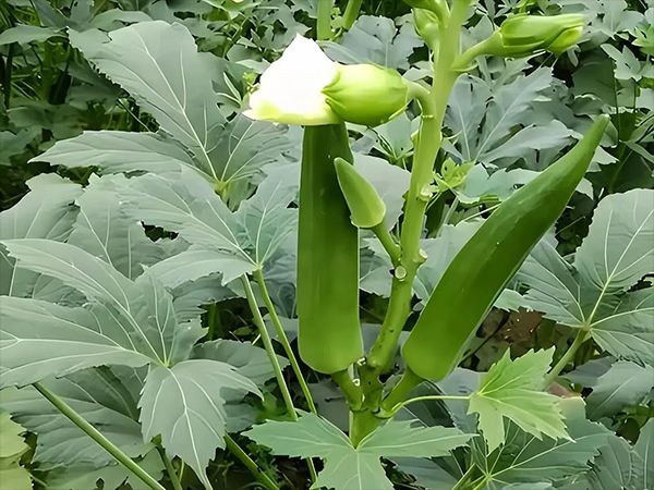 大花秋葵种植方法