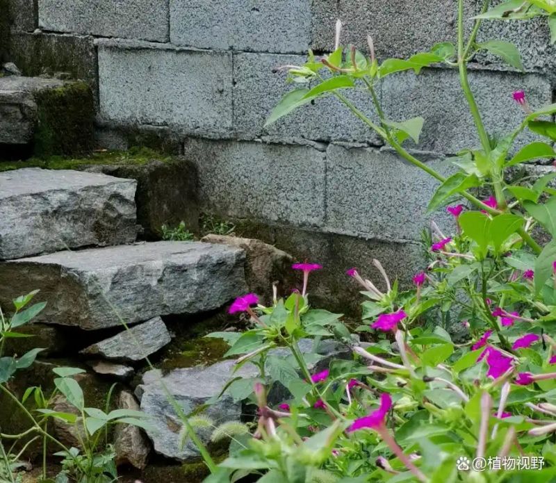 紫茉莉怎么种植方法