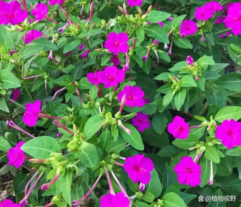 紫茉莉怎么种植方法