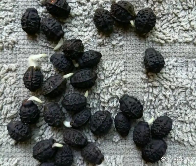 紫茉莉怎么种植方法