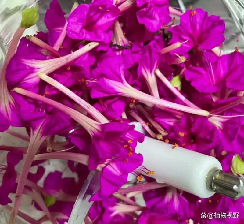 紫茉莉怎么种植方法