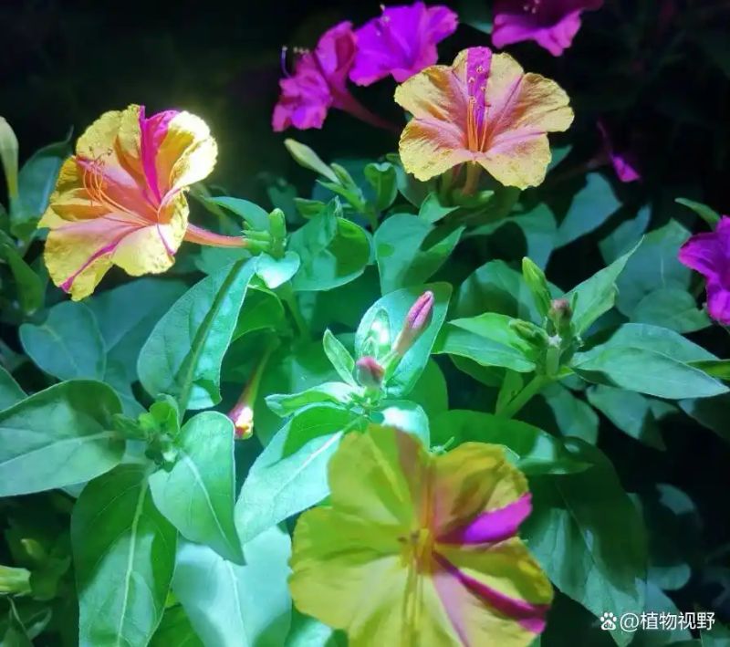 紫茉莉怎么种植方法