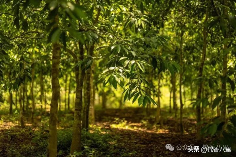 沉香种植方法