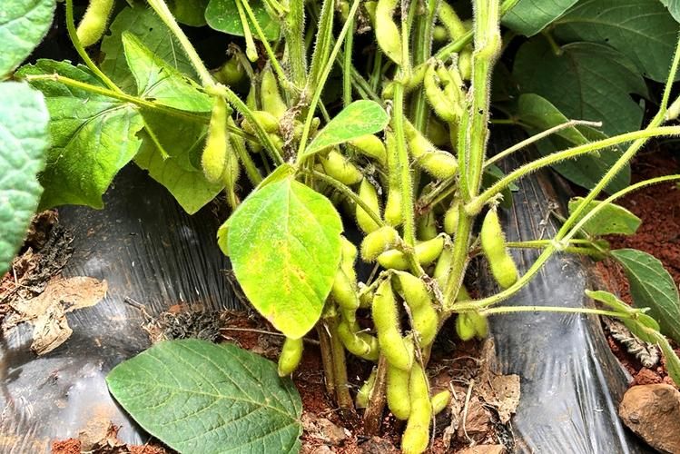 大豆的种植技术