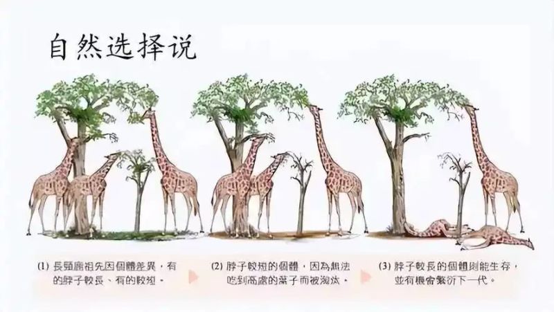 达尔文理论是什么意思