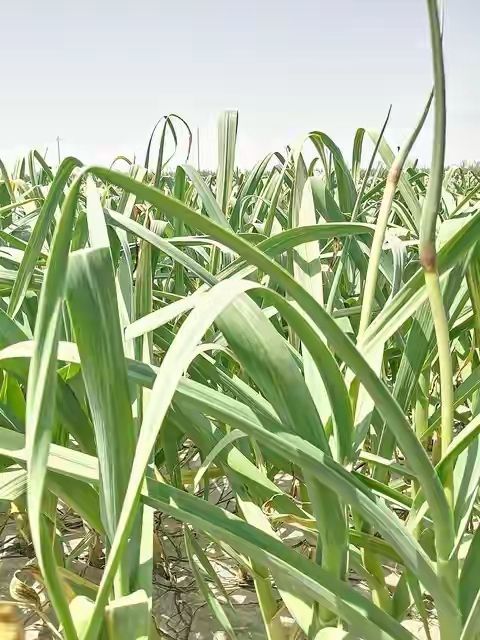 大蒜高产种植技术