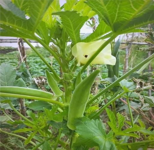 大花秋葵种植方法