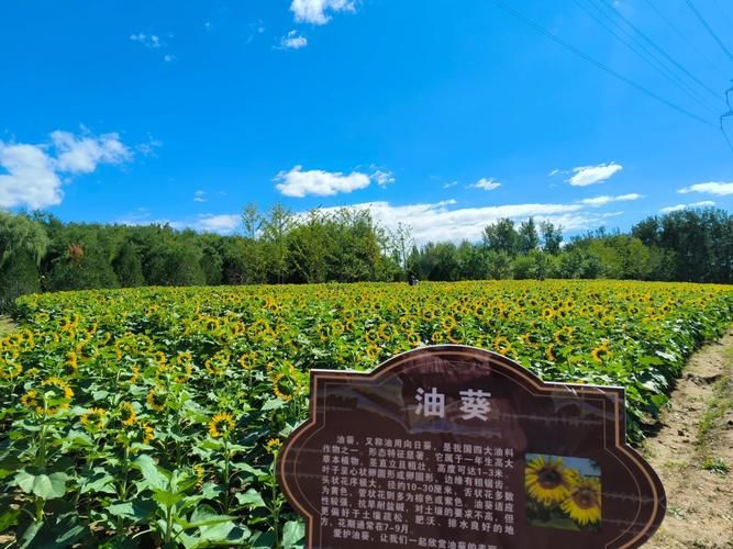 华北农民调结构改种油料作物——油葵很有料