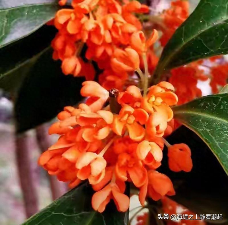 桂花种植技术