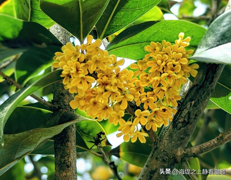 桂花种植技术