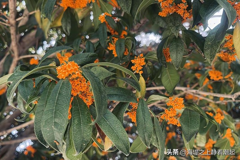 桂花种植技术