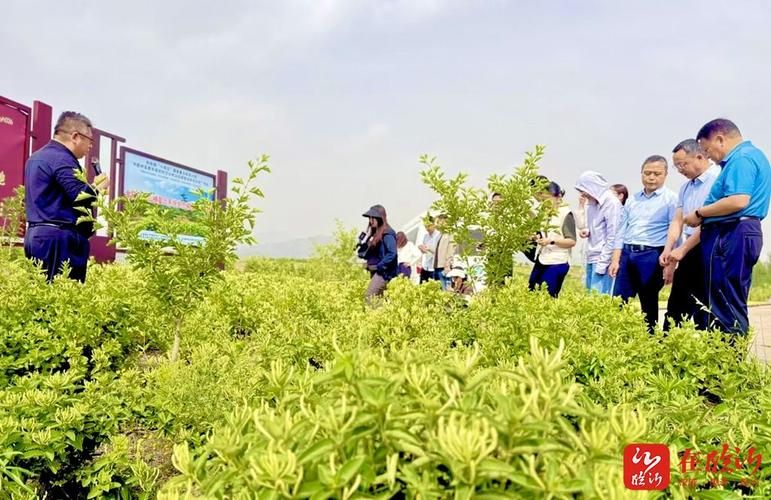 山东金银花种植技术