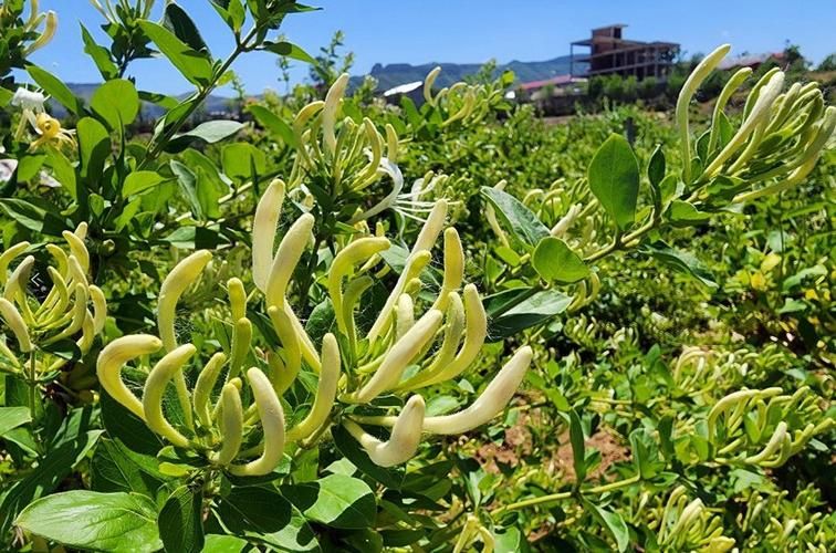 山东金银花种植技术