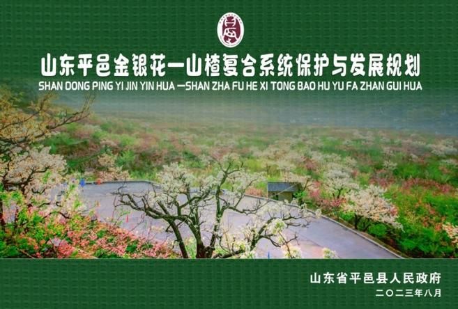 Shandong gold and silver flower plantation