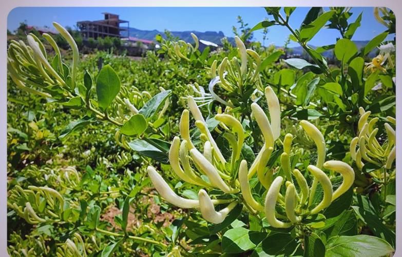 Shandong gold and silver flower plantation