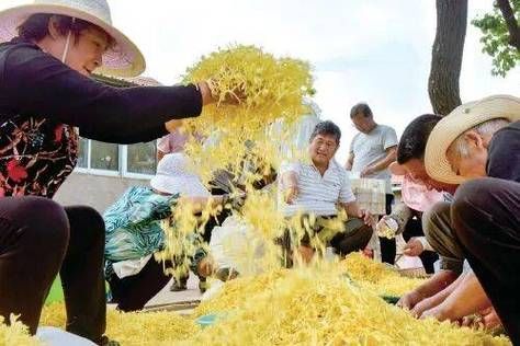 Shandong gold and silver flower plantation