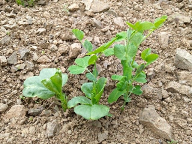 豌豆苗的家庭种植方法