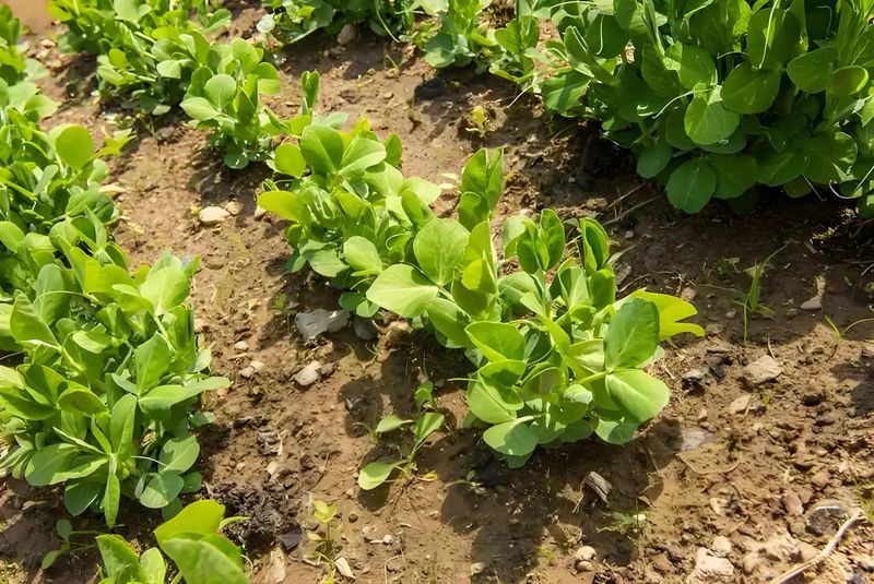 豌豆苗的家庭种植方法