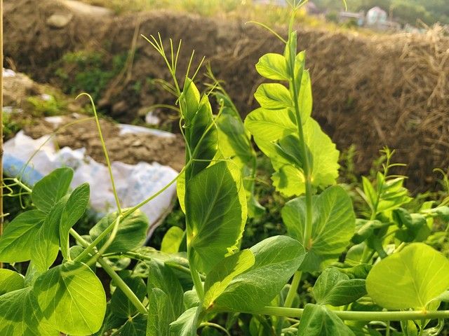 豌豆苗的家庭种植方法