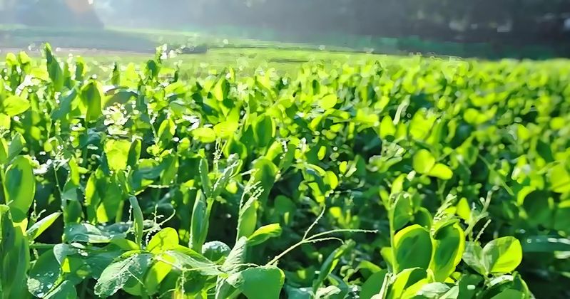 豌豆苗的家庭种植方法